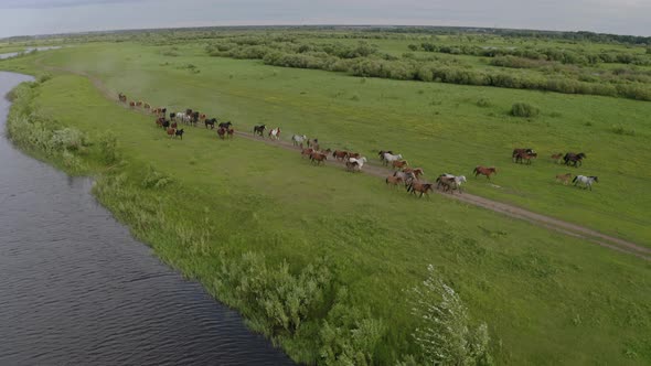 A Herd of Horses Gallops Through a Green Meadow Along the River
