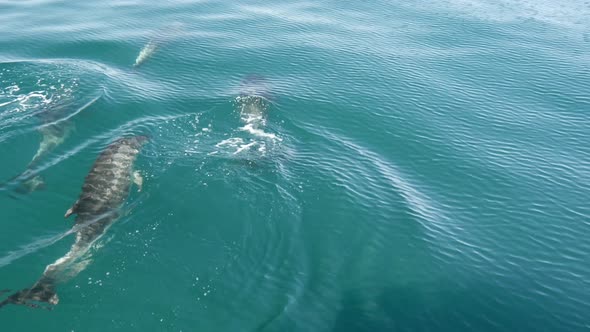 Dolphins swimming in front of a boat in the Bay of Islands 