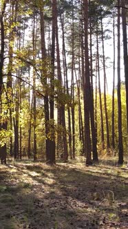 Vertical Video Autumn Forest By Day