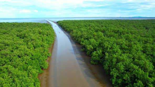 4K : Aerial view over beautiful mangrove forest, the sea in the background