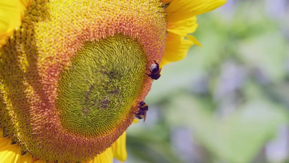 Bumble Bee on Sunflowercollecting Nectar Close Up View