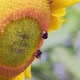 Bumble Bee on Sunflowercollecting Nectar Close Up View - VideoHive Item for Sale
