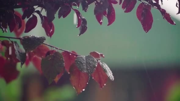 Raindrops fall on the red leaves of the Pissardi plum