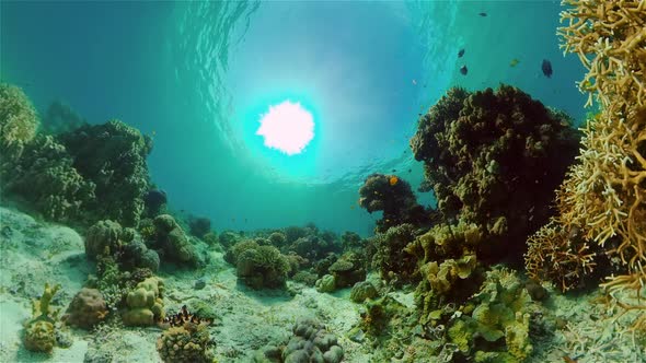 Underwater World Coral Reef