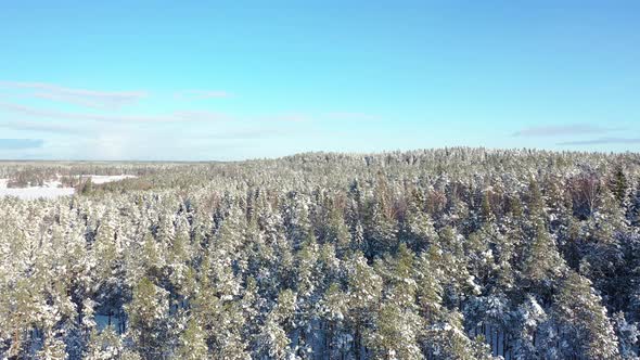 Flying Over Winter Forest