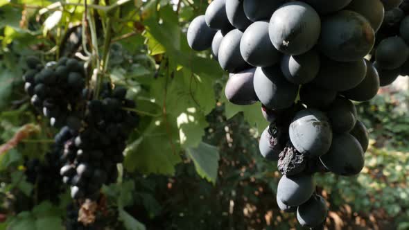 Hanging vines and  grapes fruit  close-up 4K video