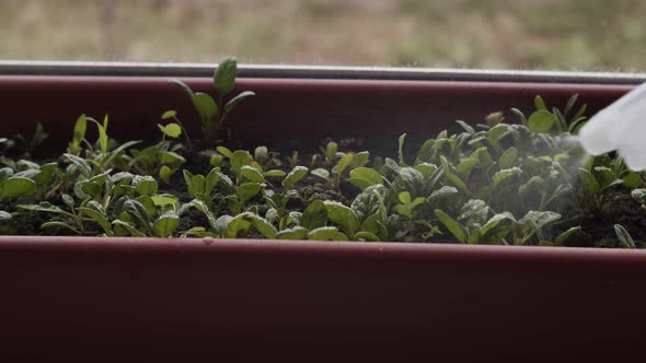 Close-up hand spraying water on spinach leaves from spray bottle. Greenery grows in pot. Gardening