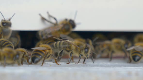 Wild honey bees bringing nectar home to bee house after collecting pollen and nectar, macro close up