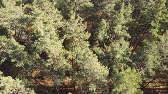 Trees in the Autumn Forest in the Afternoon