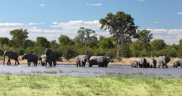 African Elephant on waterhole, Africa safari wildlife