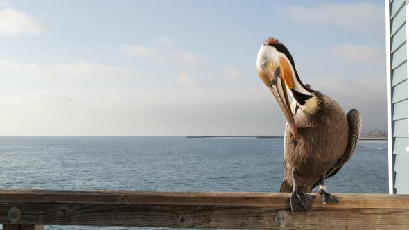 Wild Brown Pelican on Pier California Ocean Beach USA