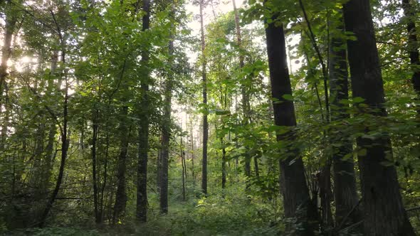 Trees in the Forest on an Autumn Day