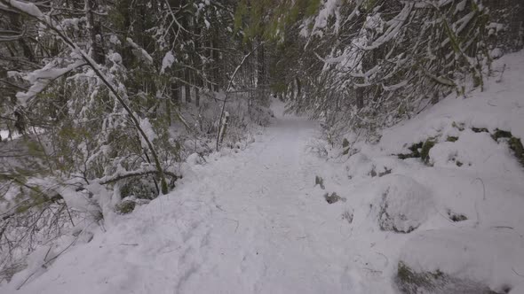 Hiking Path in Canadian Nature Trees in Forest Winter Snow Sunny Sky