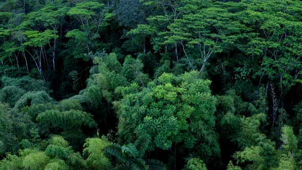 Aerial view, flying over the canopy secondary rainforest with bamboo and trees