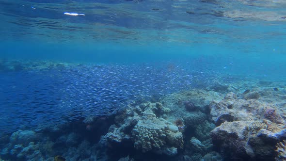 Coral Garden Blue Fish