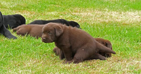 Labrador Retriever, Black and Brown Puppies on the Lawn, Normandy, 4K Slow Motion