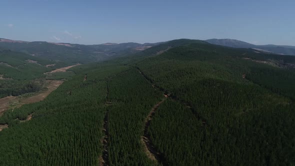 Aerial views over the pine plantations outside the town of Graskop in mpumalanga province of south a