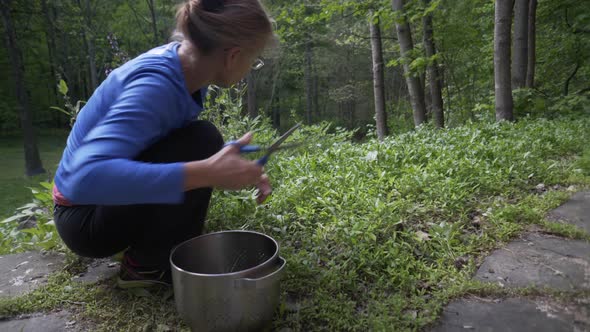 Mature, beautiful woman picking fresh, home grown arugula in a garden. The ultimate farm to table. S