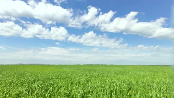 Time lapse Juicy fresh ears of young green wheat on nature in spring summer field Timelapse ripening