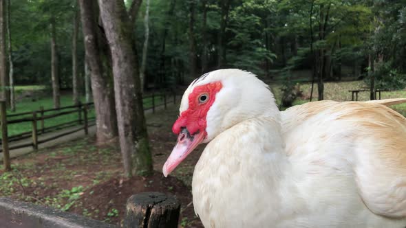 A White Muscovy Duck Sitting Alone On Old Wooden Fence In A Forest Park In Praia Horto, Brazil - Clo