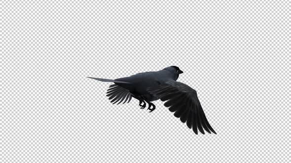 Eurasian Jackdaw - Flying Loop - Back Angle CU - Alpha Channel alt