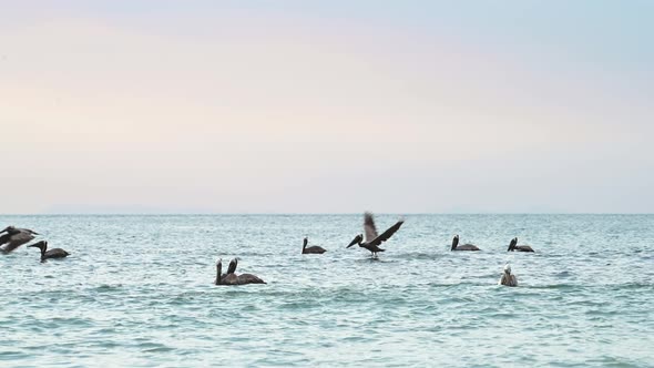 Costa Rica Birds and Wildlife, Brown Pelican (pelecanus occidentalis) In Flight Taking Off Flying fr