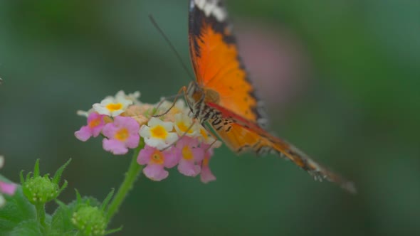 Orange Butterfly With black Dots Around Edges Sits On pink white Flower Among Macro