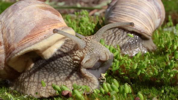 Helix Pomatia Also Roman Snail, Burgundy Snail