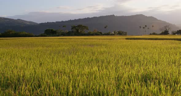 Paddy rice field