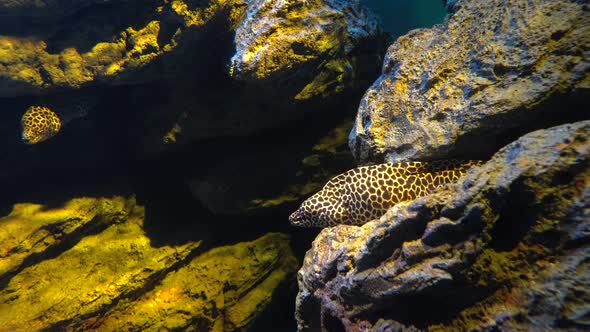 Leopard Moray Eel or Dragon Moray Opens Mouth and Hiding in The Rock Cleft 