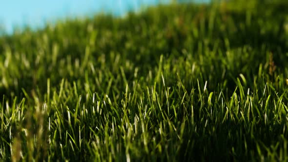 Green Fresh Grass As a Nice Background