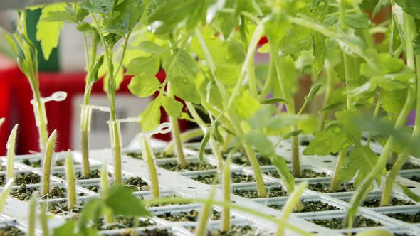 close up of worker grafting seedlings in an industrial nursery