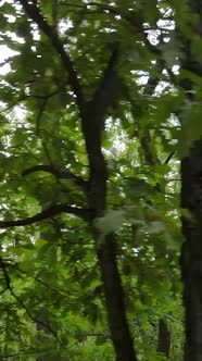 Vertical Video of Forest By Day / Videohive, Stock footage, Nature