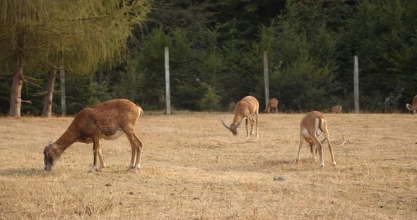 European Mouflon, on the Field, Walking on a Sunny Day