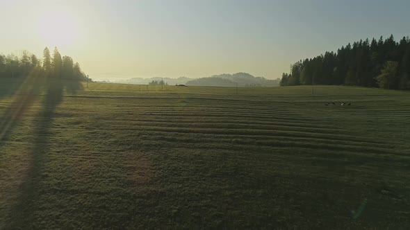 Aerial backward over sunlit pastures. Poland