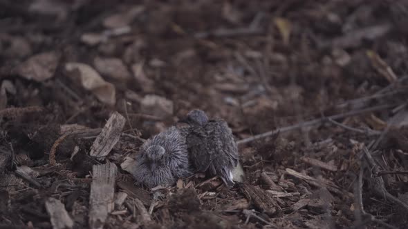 Mother Mourning Dove Arrives to Cover Her Two Scared Chicks on the Ground