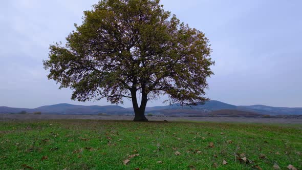 Oak Tree in a Field in Autumn Time  Cloudy Mood