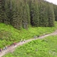 Tourists go trekking in the forest - VideoHive Item for Sale