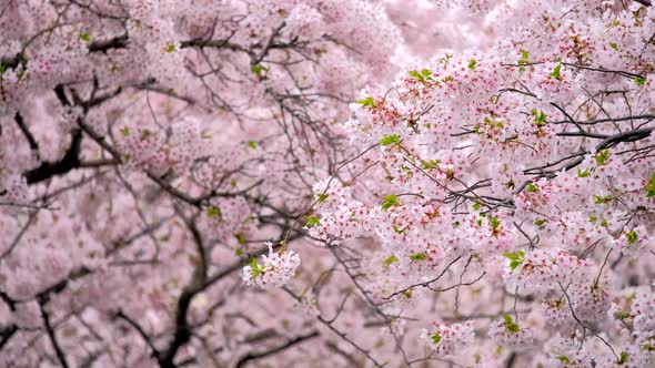 Blooming Sakura Cherry Blossom