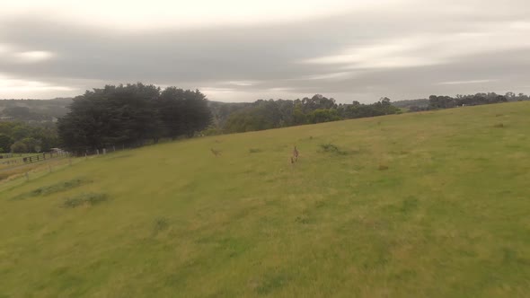 forward aerial shot of kangaroos jumping in a rural country paddock in Australia.