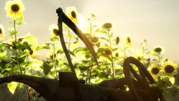 Old Vintage Style Scythe and Sunflower Field