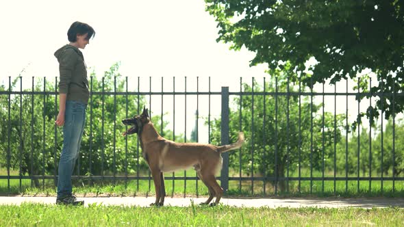 Dog Is Swiftly Executing Commands.