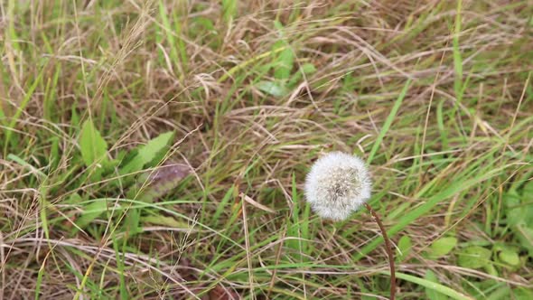 dandelion flower head