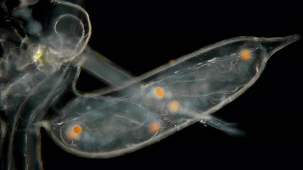 Zooplankton Under a Microscope, Prickly Water Flea Cercopagis Pengoi Crustacea