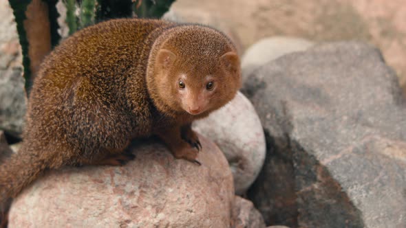 Dwarf mongoose, sitting on a rock, looking around - Helogale parvula