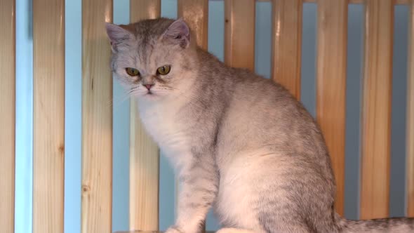 Cat Sitting On Wood Shelf