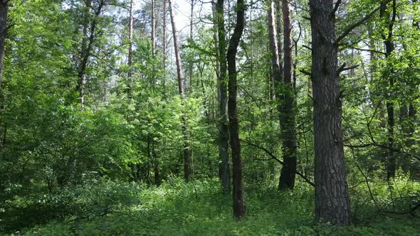 Trees in the Forest By Summer Day