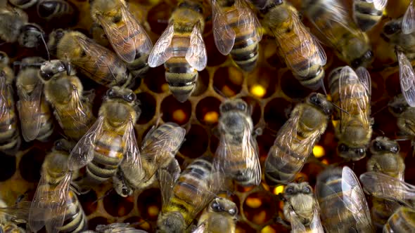 The Bees Climb the Combs and Shed Pollen From Their Paws