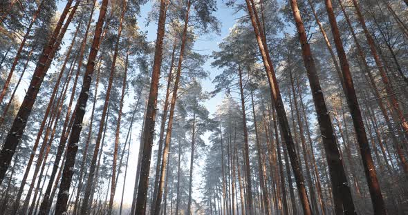 Winter Snowy Coniferous Forest. Pan, Panorama