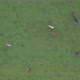 Aerial View of Cattle Cows in the Grass in a Meadow Taken with a Drone - VideoHive Item for Sale